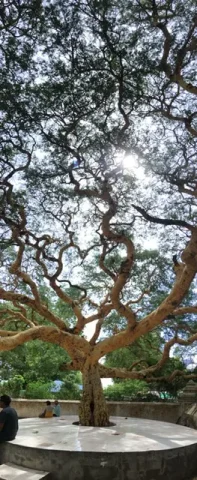 ミングォン 樹木