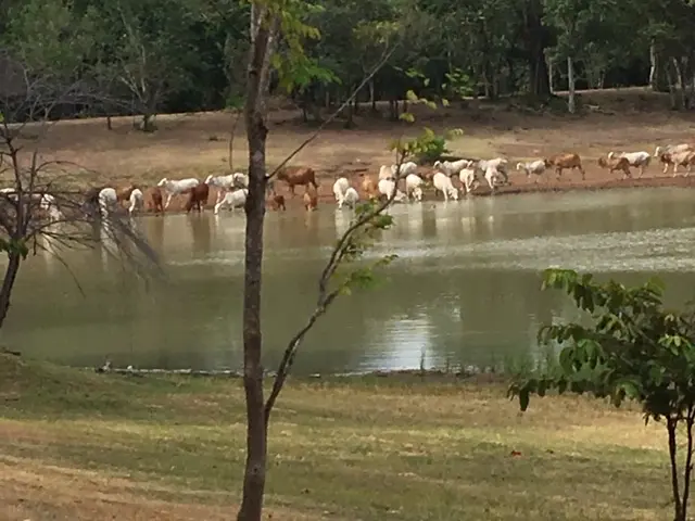 サケーオ県 サドックコックトム寺院 牛の水飲み風景
