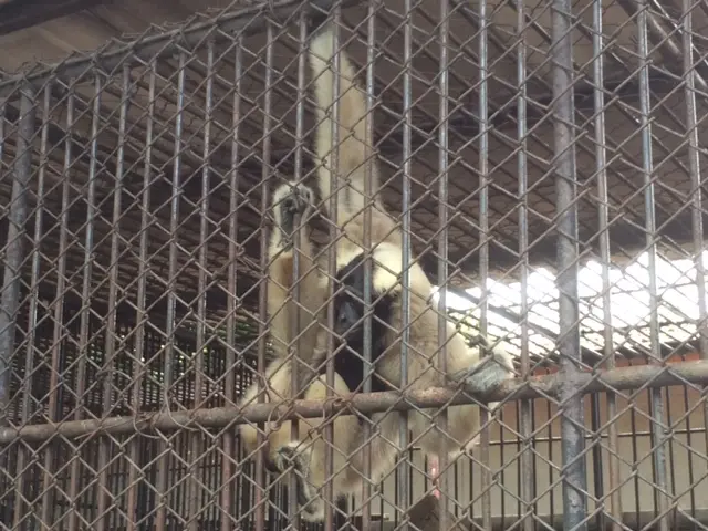 サムットプラカーン クロコダイルファーム　白チンパンジー