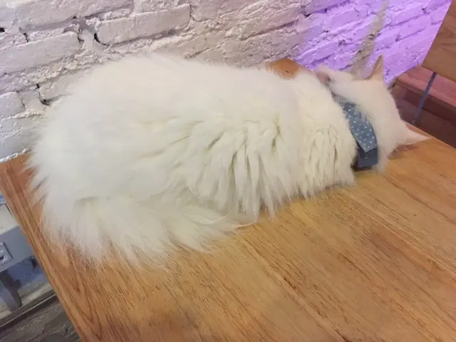バンコク・猫カフェ 白猫
