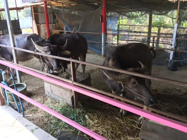 パトゥムターニー トゥンナーモーン　水牛