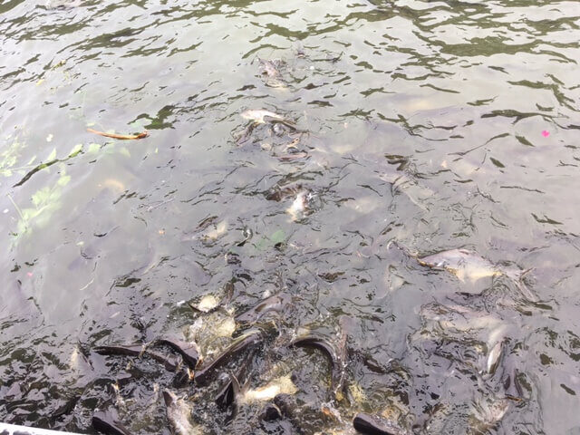 ワットニムマーノラディー　エサに集まる魚の群れ