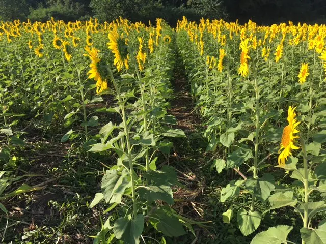 ロッブリー Sunflower Fields きれいに整列されたひまわり
