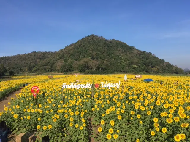 Sunflower Fields ロッブリー ひまわり畑