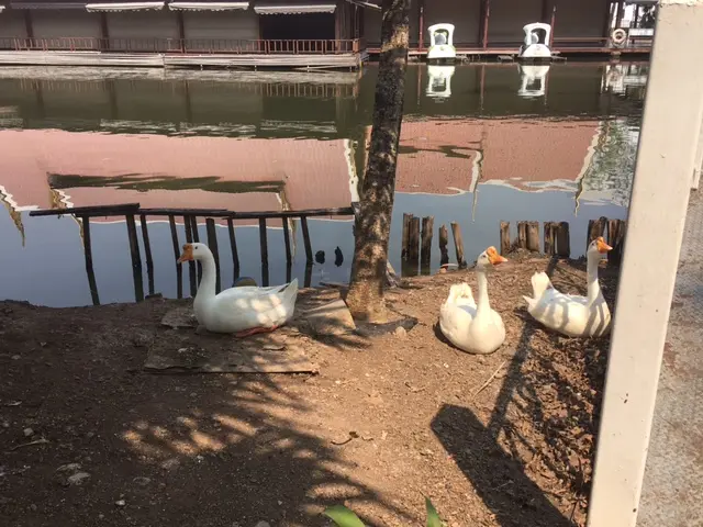 トゥンブアチョム水上マーケット 白鳥