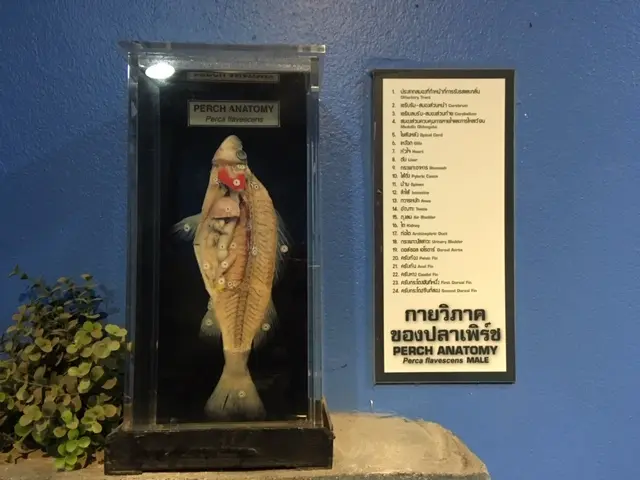 チャイナート・バードパーク 水族館 スズキの解剖