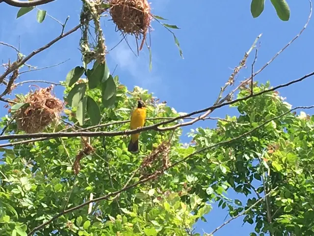 ミンブリー Wareephirom Park 黄色の鳥
